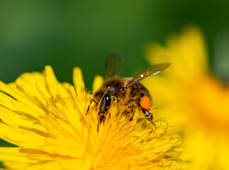 Pszczoła zapylająca kwiat  - obrazy, fototapety, plakaty