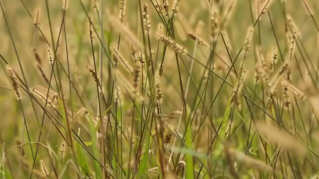 Cenchrus ciliaris, African foxtail grass, Pennisetum ciliare . Other names by which this grass is known include dhaman grass, anjan grass, koluk katai and buffelgrass.