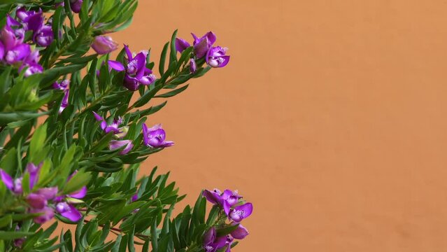 Polygala myrtifolia, the myrtle-leaf milkwort, is an evergreen South African shrub or small tree family of Polygalaceae.