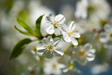 Fototapeta na wymiar Kwiaty jabłoni