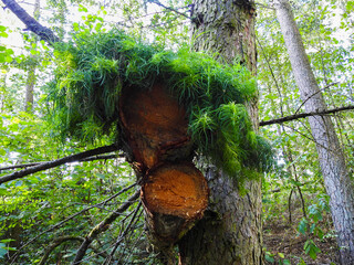 Kępka zieleni na drzewie