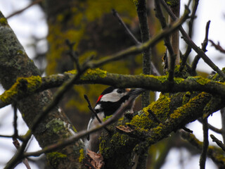 Dzięcioł © Gustaw