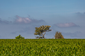 Trees against a blue sky with cereal crops in the field in front - 753791231