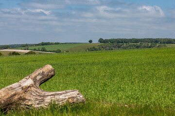 A rural West Sussex landscape on a sunny early summer's day - 753791232