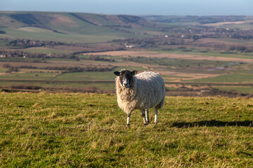 A sheep looking at the camera, on Firle Beacon in the South Downs - 753791472