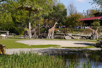 Giraffen im Leipziger Zoo in Leipzig