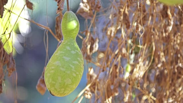 Cucurbita moschata (Butternut squash)