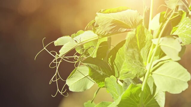 Pisum sativum axiphium. Pea is most commonly small spherical seed or seed-pod of pod fruit Pisum sativum. Each pod contains several peas, which can be green or yellow. Guisante Enrame Alderman.