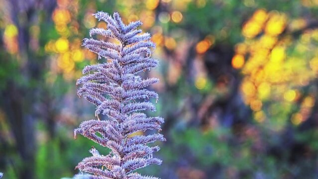 Echium boissieri is a plant of genus Adderheads