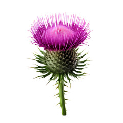 Thistle isolated on transparent background