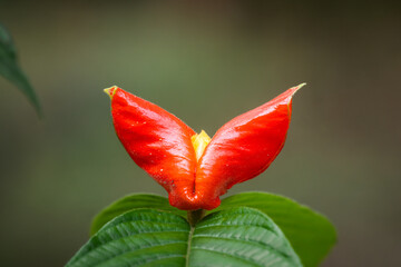Hot lips plant