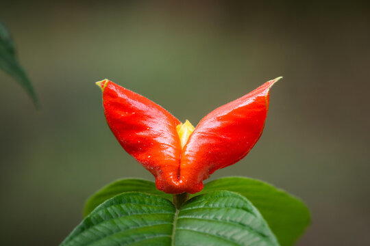 Hot lips plant