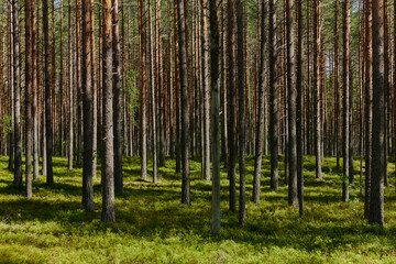 finnish commercial forest