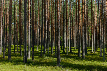 finnish commercial forest