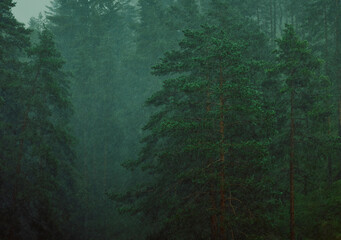 Green pine trees in the fog