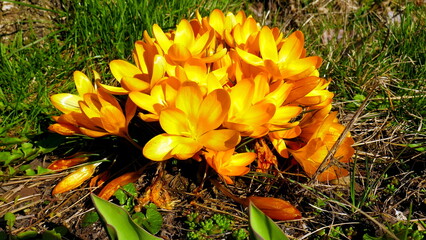 leuchtend gelber Krokus erblüht im Frühling in der Sonne