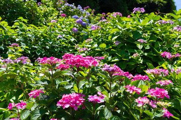 静岡県下田市　下田公園のあじさい