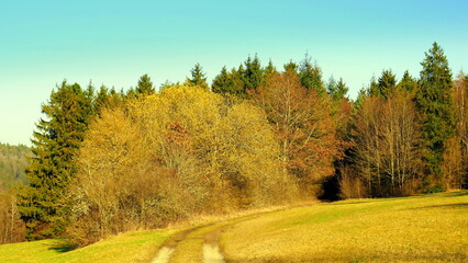 Fototapeta premium malerischer Wanderweg im Schwarzwald mit gelb blühender großen Salweide unter blauem Himmel 