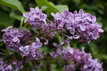Purple lilac flowers, Syringa vulgaris, on a spring day in Potzbach, Germany.