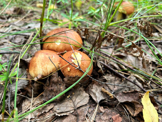 Mushroom picking in season. Edible forest mushrooms, grow in the grass. International Day of Forest. National Mushroom Day. Forest Workers Day. World Mushroom Picker Day