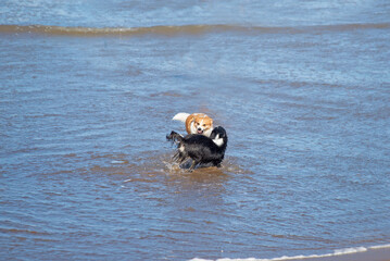 Perros jugando en el mar