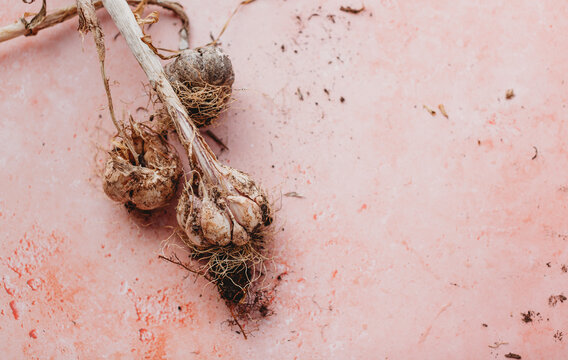 Freshly harvested home grown garlic