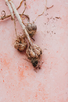 Freshly harvested home grown garlic