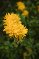 Yellow Japanese kerria flowers on a bush in Potzbach, Germany on a spring day.