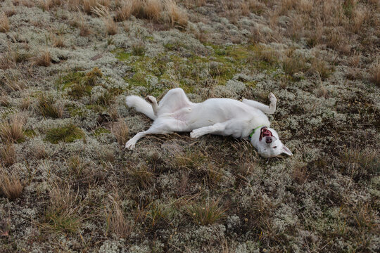playful dog rolling on the grass