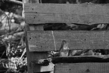 La Plaine 7 Mars 2024 - N&B