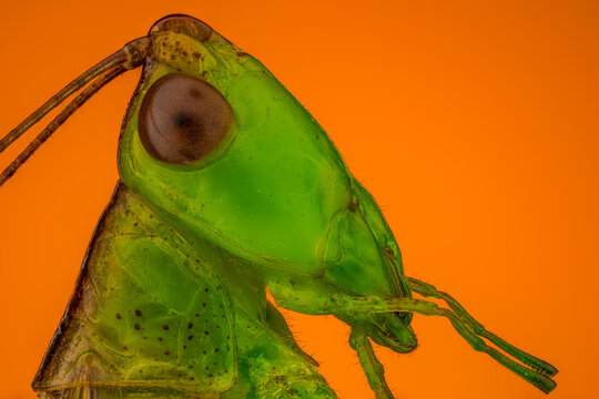 Portrait of a grasshopper on an orange background