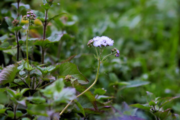 Enchanting Plant Photography
