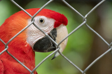 Close-up shot of the face of a scarlet macaw held in captivity behind a fence.