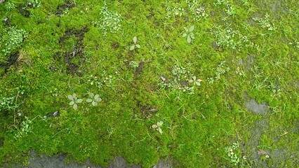 The moss and grass that grow rarely, close up - 753801678