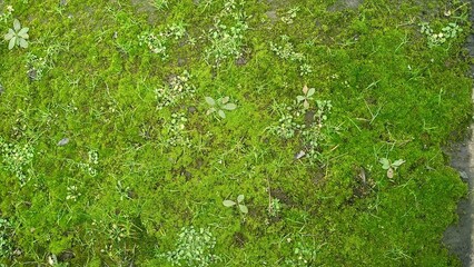 The moss and grass that grow rarely, close up