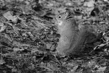 La Plaine 7 Mars 2024 - N&B