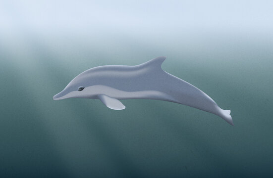 Dolphin swimming in ocean.Nature conservation, protecting environment  - Powered by Adobe