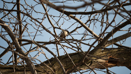 Bird surround by branches during the beginning of Spring. 