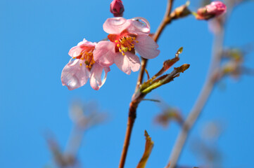 Cherry blossom