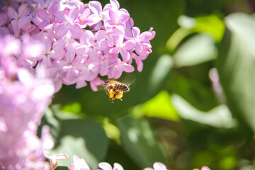 bee pollinating by transferring pollen on its body on pink flowers