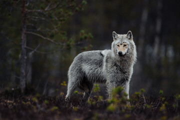 wild grey wolf stalking on a swamp