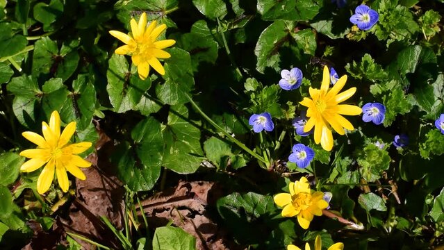 yellow flowers of Ficaria Verna or Ranunculus,commonly known as Lesser Celandine,Pilewort or Fig Buttercup,and blue flowers of Veronica Persica or Birdeye Speedwell,in early March in Lazio,Italy