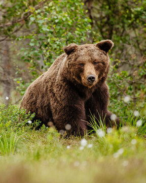 a brown bear sitting on ground 