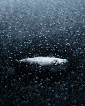 frozen fish