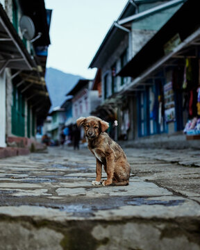 Mountain dogs in Nepal himalayas