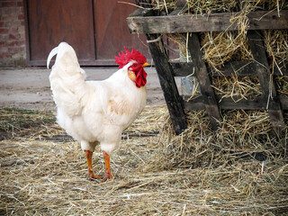 Close up portrait of a white cock outside in the backyard