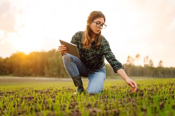 A woman farmer with a modern tablet in green field. Innovative smart farm system technology, agricultural management. - obrazy, fototapety, plakaty