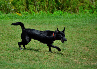 Schipperke walking on dog beach in Prairie Oaks Metro Park, Columbus area, OH, September
