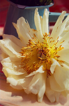 Peony.
