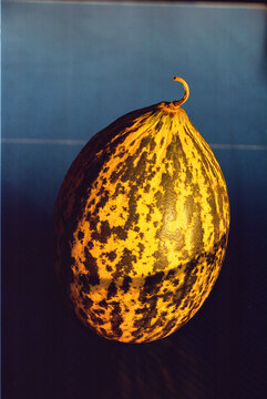 Photo of a melon taken on film.